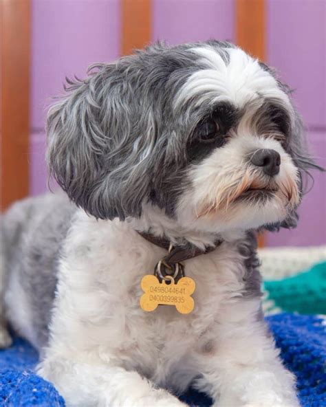 cores shih tzu azul.